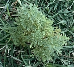 Leucospora