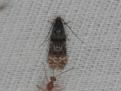 Stenoptinea cyaneimarmorella