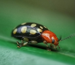 Phola sedecimpustulata