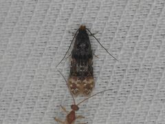 Stenoptinea cyaneimarmorella