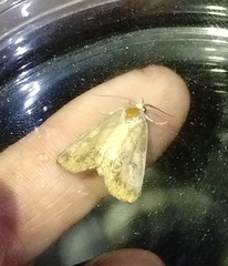 Hypsoropha hormos