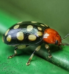 Phola sedecimpustulata