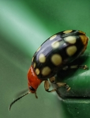 Phola sedecimpustulata