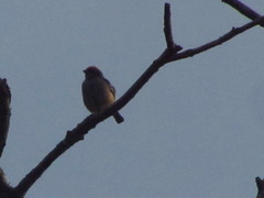 Stilpnia vitriolina