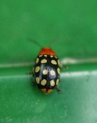 Phola sedecimpustulata