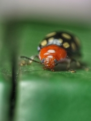 Phola sedecimpustulata