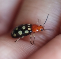 Phola sedecimpustulata