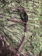 Araucaria cunninghamii