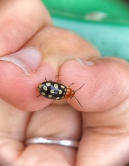 Phola sedecimpustulata