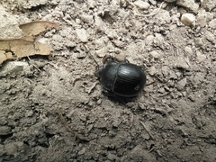 Accanthopus velikensis