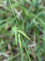 Carex collinsii