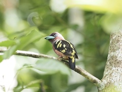 Eurylaimus javanicus