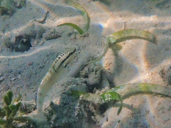 Amblygobius stethophthalmus