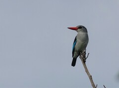 Halcyon senegaloides