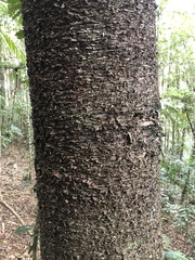 Araucaria cunninghamii