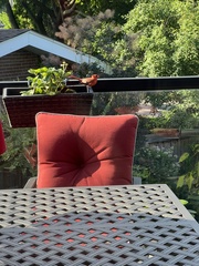 Cardinalis cardinalis