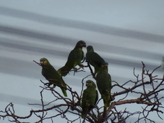 Amazona amazonica