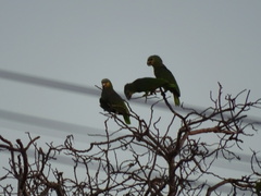 Amazona amazonica