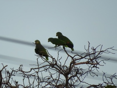 Amazona amazonica