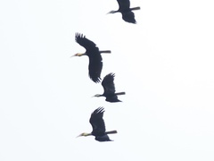 Rhyticeros subruficollis