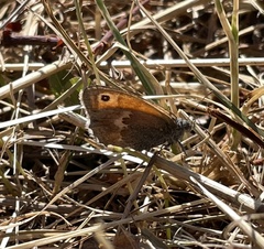 Coenonympha pamphilus
