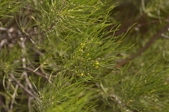 Chamelaucium marchantii