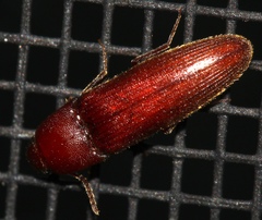 Schizophilus subrufus