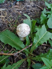 Chlorophyllum brunneum