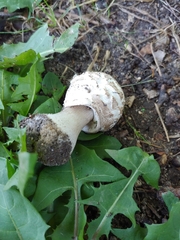 Chlorophyllum brunneum