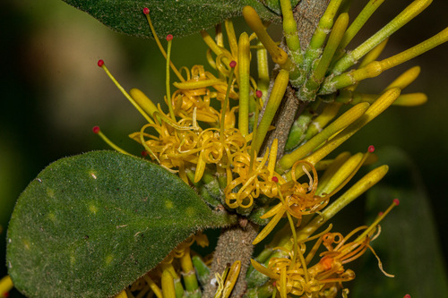 Oncocalyx fischeri