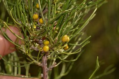 Chamelaucium marchantii