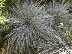 Festuca glauca