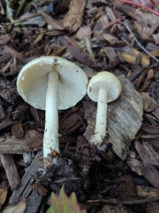 Candolleomyces candolleanus