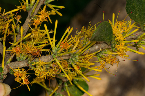 Oncocalyx fischeri