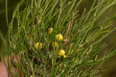 Chamelaucium marchantii