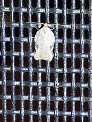 Acleris subnivana