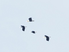 Rhyticeros subruficollis