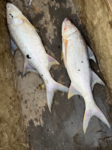 Giant African threadfin (Polydactylus quadrifilis) — Polynemidae — 5