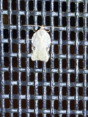 Acleris subnivana