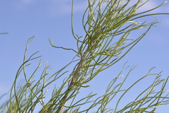 Chamelaucium marchantii