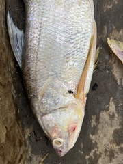 Polydactylus quadrifilis