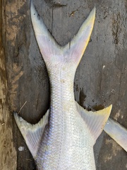 Polydactylus quadrifilis