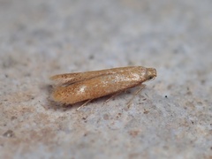Tischeria decidua