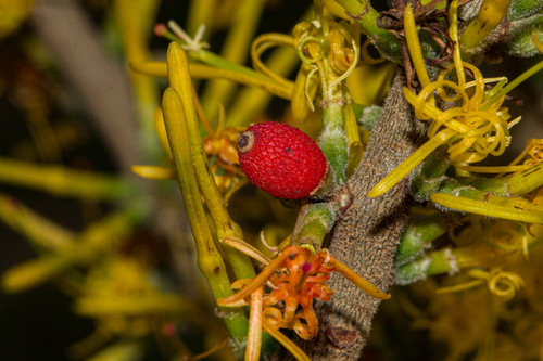 Oncocalyx fischeri