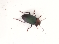 Neoaulacoryssus speciosus