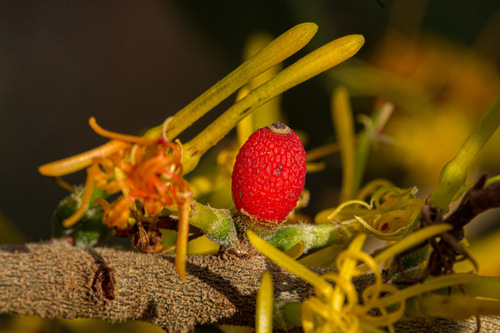 Oncocalyx fischeri