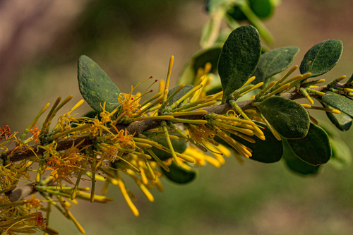 Oncocalyx fischeri