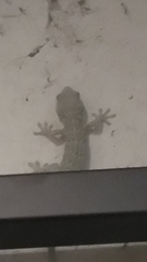 Gekko gecko