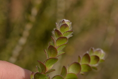 Melaleuca megacephala