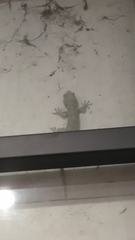 Gekko gecko